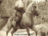 stallion Gilbardeiro (Lusitano, 1943, from Almansor)
