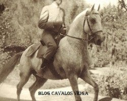 Deckhengst Gilbardeiro (Lusitano, 1943, von Almansor)