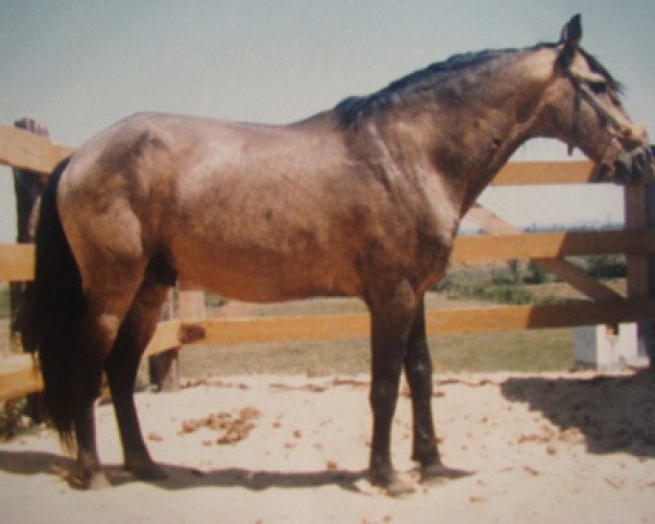 stallion Quimono (Lusitano, 1974, from Imperador)