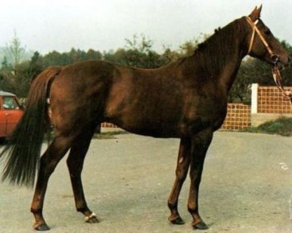 stallion Miami Count xx (Thoroughbred, 1982, from Miami Springs xx)