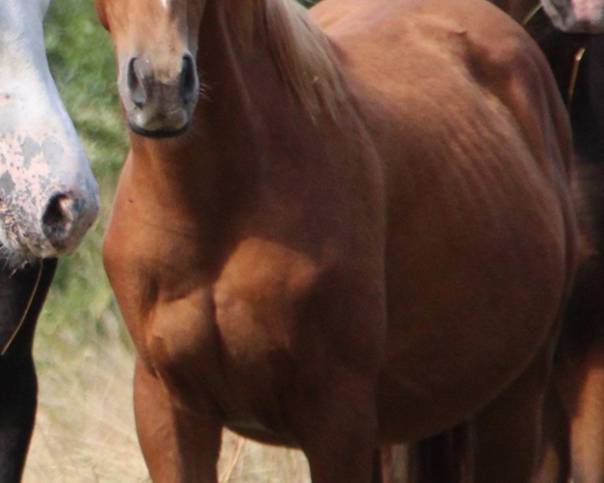 jumper Lightning Rubin (German Riding Pony, 2013, from Leonardo da Vinci AA)