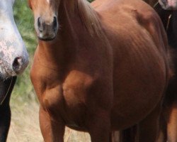 horse Lightning Rubin (German Riding Pony, 2013, from Leonardo da Vinci AA)