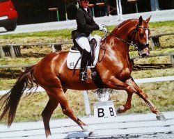 dressage horse Semper Fi 6 (Oldenburg, 2010, from Super Tyme)