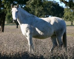 broodmare Reboleira (Lusitano, 1998, from Moscatel)