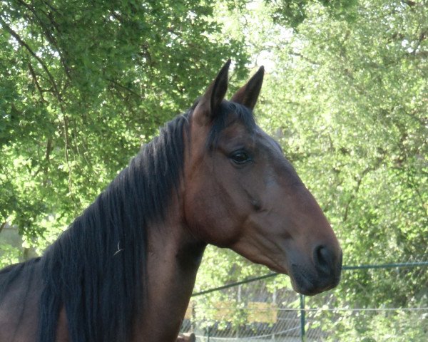 jumper Garizona SH (Pura Raza Espanola (PRE), 2010)