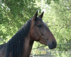 Springpferd Garizona SH (Pura Raza Espanola (PRE), 2010)