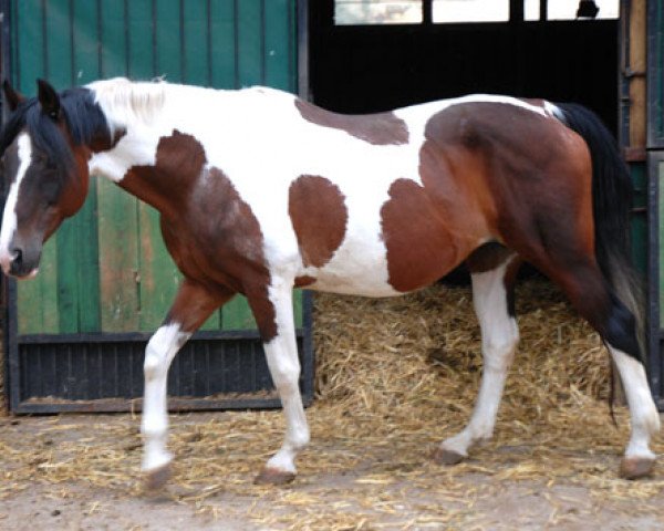 broodmare Jamira (Hessian Warmblood, 1989, from Ico)