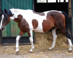 Zuchtstute Jamira (Hessisches Warmblut, 1989, von Ico)