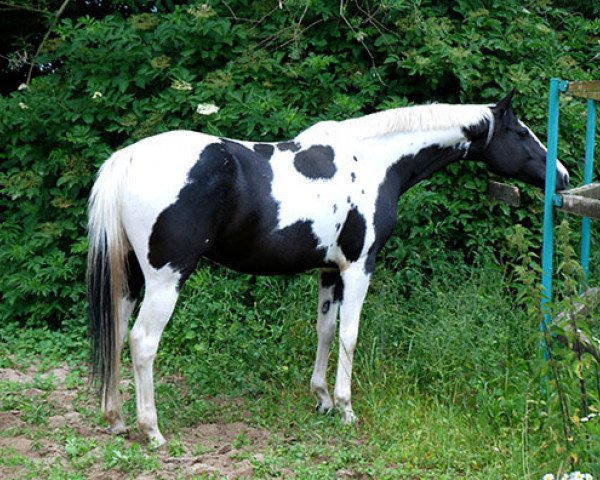 Zuchtstute Whats Up (Deutsches Reitpferd, 2002, von Camaro)