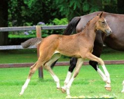 dressage horse Happiness 43 (Hanoverian, 2014, from Herbstkönig 2)