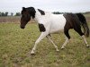 Zuchtstute Nike (PW) (Polnisches Warmblut, 2001, von Ringo)