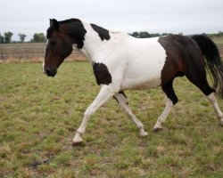 broodmare Nike (PW) (Polish Warmblood, 2001, from Ringo)