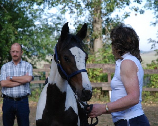 Zuchtstute Silvana C (Deutsches Reitpferd, 2009, von Samaii)