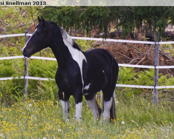 Pferd Spezia (Oldenburger, 2011, von Samaii)