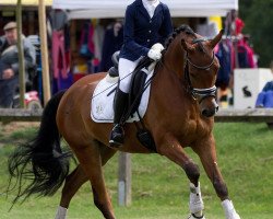 dressage horse Picolo 88 (German Riding Pony, 2009, from Principal Boy)