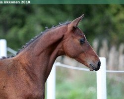 Springpferd Ferraro (Finnisches Warmblut, 2010, von First Edition 10)