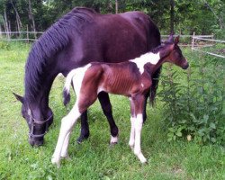 horse Serengeti (Oldenburg, 2012, from Samaii)