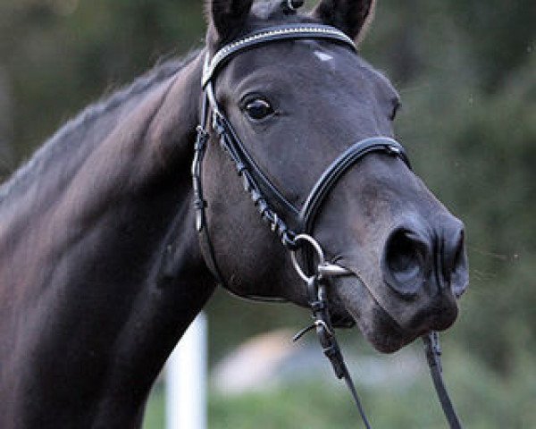 broodmare Atina (Baden, 2004, from Acordelli)