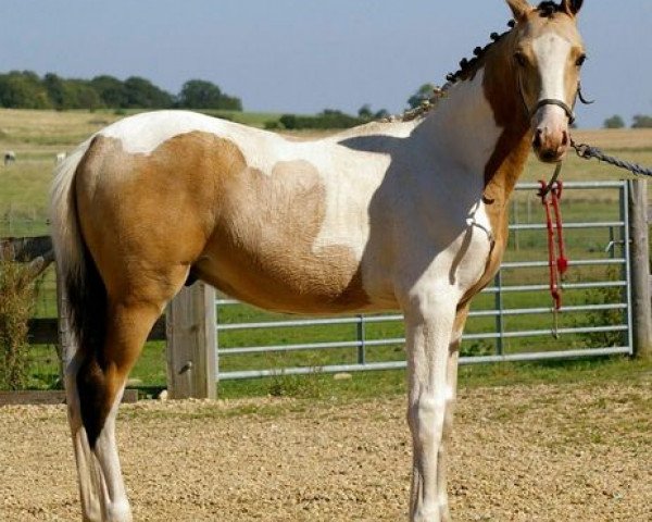 horse Brackenspa Sambuca (Oldenburg, 2012, from Sambertino)