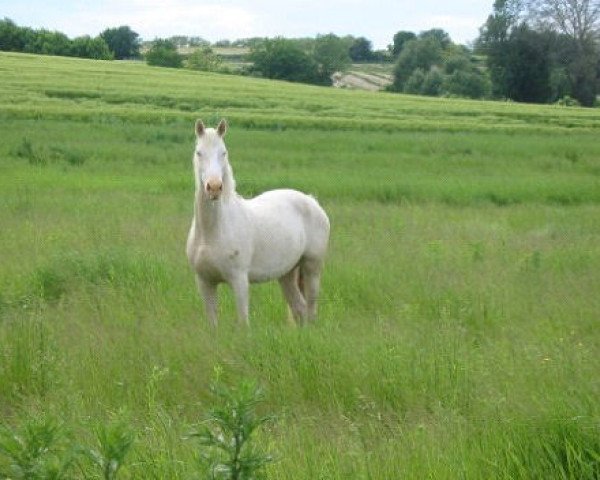 Zuchtstute Szoszke (Ungarisches Warmblut, 2001, von Rádiháza Martalóc-2)