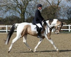 stallion Brackenspa Samezke (Oldenburg, 2010, from Samaii)