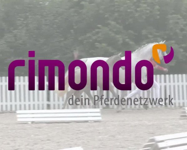 Stuten- und Fohlenschau Münster-Handorf 2018