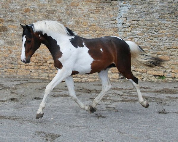 Pferd St Nazaire C (Oldenburger, 2011, von Samaii)