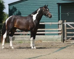 dressage horse Stevie Wonder (Oldenburg, 2009, from Samaii)