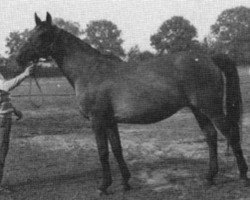 Zuchtstute Karina (Polnisches Warmblut, 1971, von Dahoman IX)