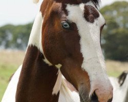 Pferd Sookie Lynn (Deutsches Reitpferd, 2009, von Samaii)