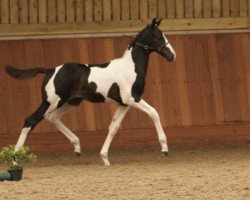 horse S Team Spirit (German Warmblood, 2008, from Samaii)