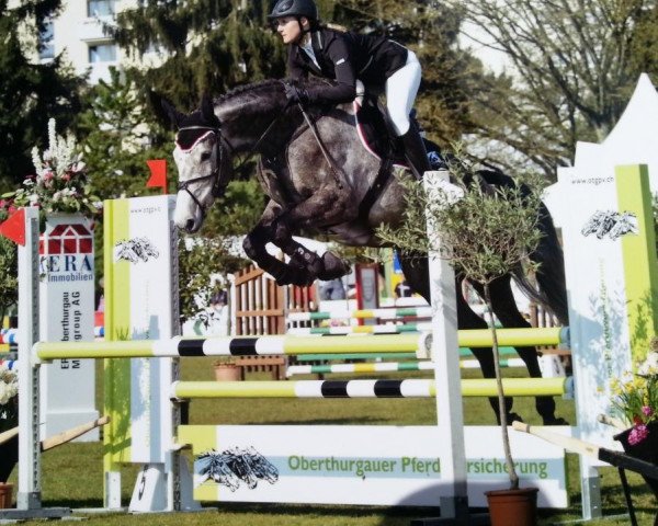 jumper Cassayo (Rhinelander,  , from Cassini Royal)