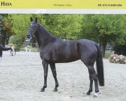 broodmare Haya (Hanoverian, 2006, from Hochadel)