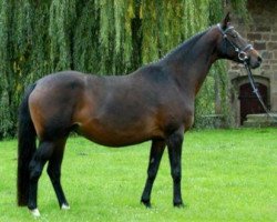 broodmare Königsfee III (Trakehner, 2001, from Tambour)