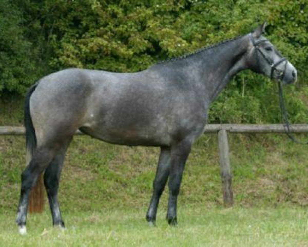 Zuchtstute Königsfreude (Trakehner, 2006, von Interconti)