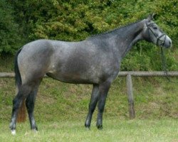 broodmare Königsfreude (Trakehner, 2006, from Interconti)