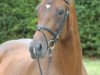 broodmare Tamy II (Trakehner, 1998, from Manrico)