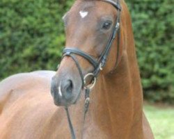 broodmare Tamy II (Trakehner, 1998, from Manrico)