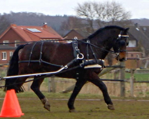 horse Lerry 18 (Sachs-door. Heavy Warmbl., 2004, from Lordano)