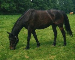 horse Little Charly (Hanoverian, 1990, from Lemon xx)