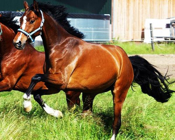 dressage horse Cubanero F (Westphalian, 2009, from Coronas 2)