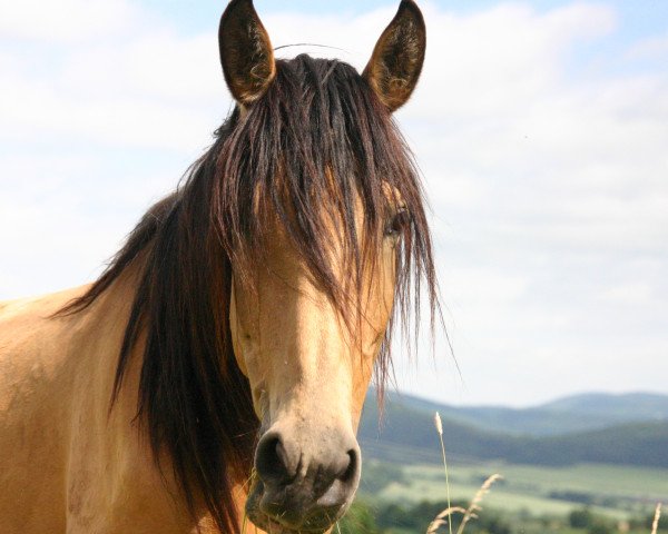 broodmare Germania SH (Andalusier, 2010)