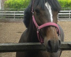 Zuchtstute Bella (Welsh Pony (Sek.B), 2005, von Blue Stone Swing Boy)