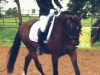 dressage horse Dynastie AT (German Riding Pony, 2009, from Dressman)