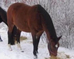 Zuchtstute Luna (Dänisches Warmblut, 1986, von Faigther)