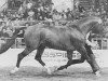 stallion Faigther (Danish Warmblood, 1981, from Racot 642 SWE)