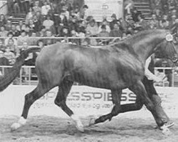 stallion Faigther (Danish Warmblood, 1981, from Racot)