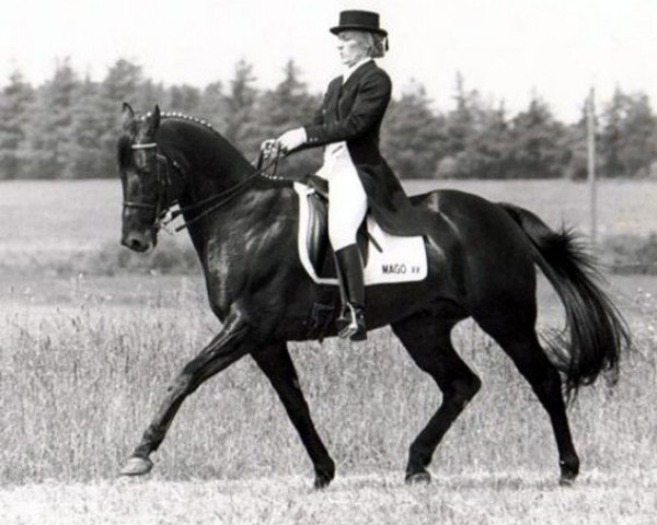 stallion Mago xx (Thoroughbred, 1980, from Diligo xx)