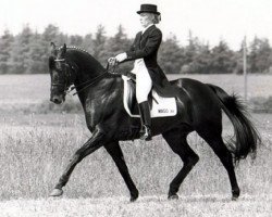 stallion Mago xx (Thoroughbred, 1980, from Diligo xx)