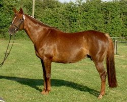 broodmare Magonette (Danish Warmblood, 1992, from Mago xx)